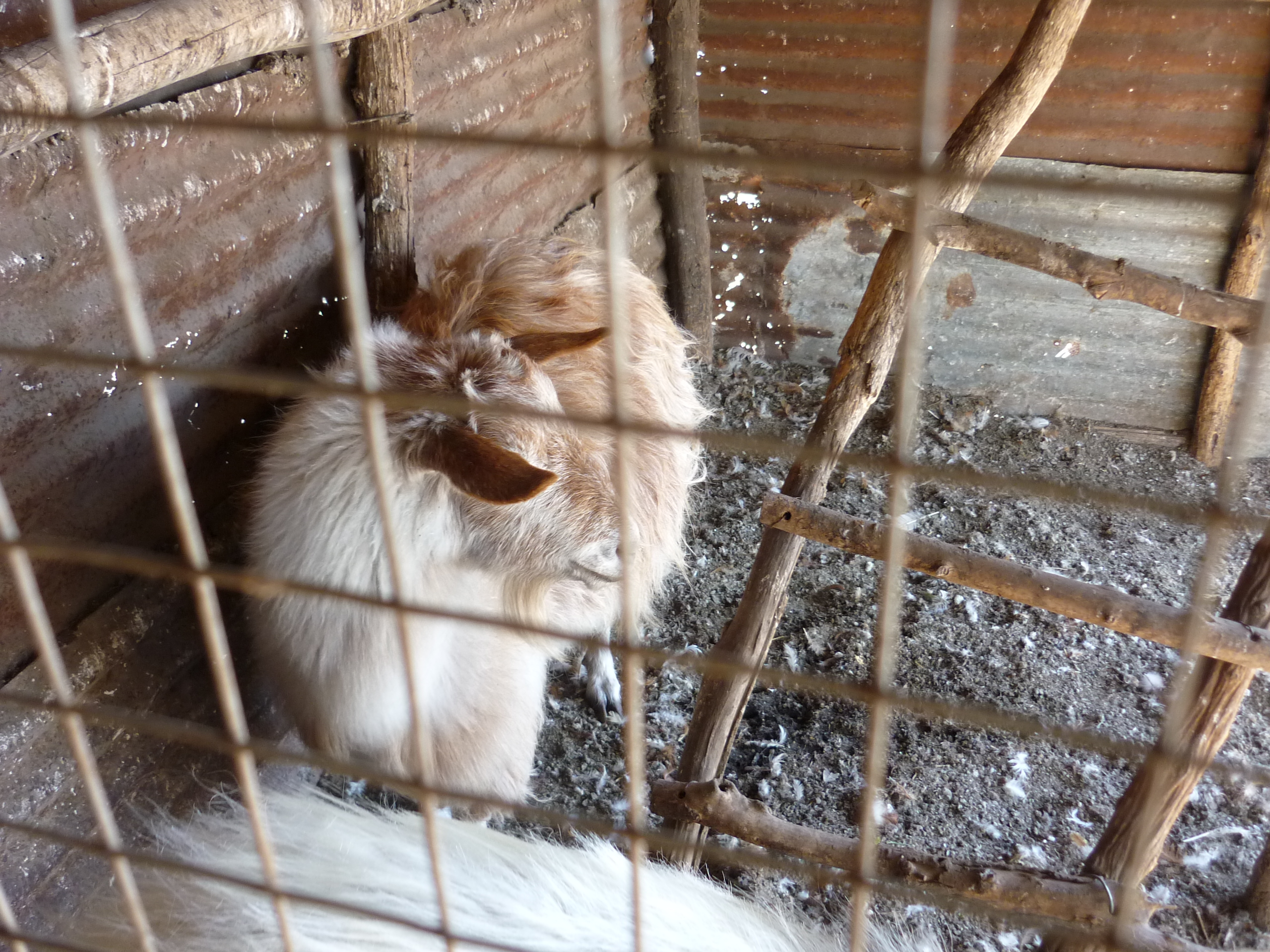 fotos/2009-10-11 - Asado campo facha/P1000268.JPG